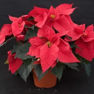 thumbnail for publication: Poinsettia